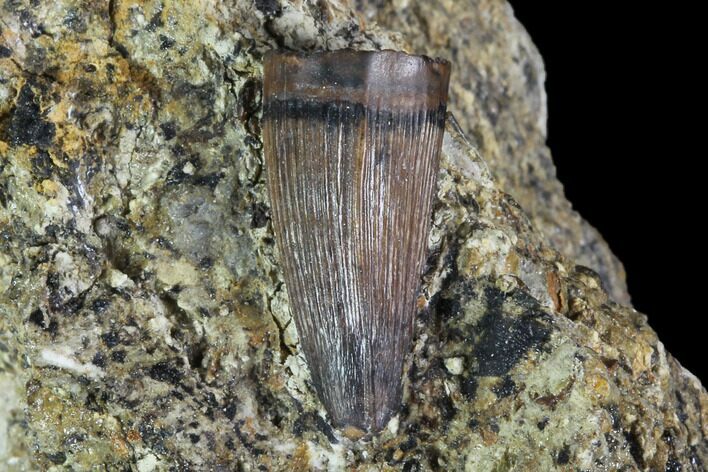 Fossil Crocodilian Tooth In Rock - Aguja Formation, Texas #88768